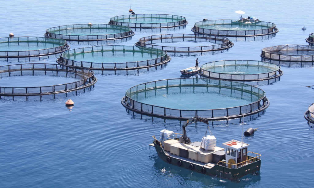 phd aquaculture canada